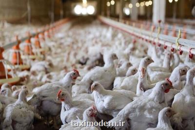 افزایش ۵۸ درصدی تورم تولیدكننده مرغداری های صنعتی در سال ۹۹