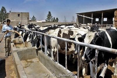 میزان تولید شیر گاو ۱۰ درصد افزایش یافت