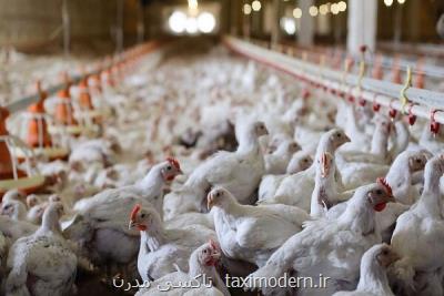 قیمت تولیدکننده محصولات مرغداری های صنعتی به ۸۰ درصد رسید