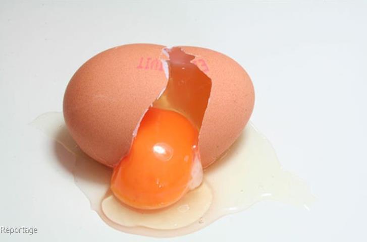 فروشگاه تخم مرغ خوراکی صنعتی و محلی