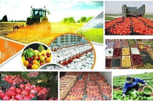 صادرات بخش کشاورزی بیش از ۲۰ درصد رشد کرد