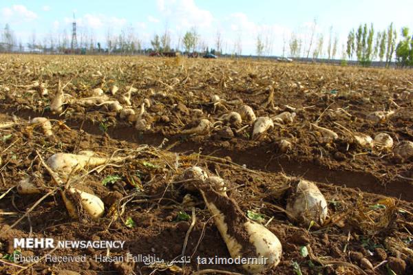 ممنوعیت صادرات ملاس استحصالی از چغندر قند لغو شد