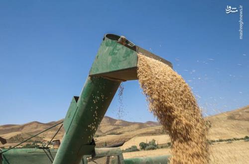نرخ پیشنهادی ۳۲ هزار تومان برای هر کیلو گرم گندم رد شد