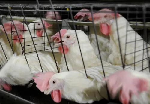 افزایش عرضه، قیمت گوشت مرغ را کم کرد