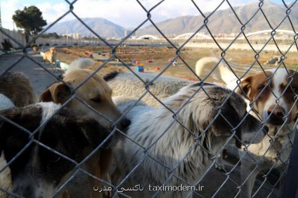 تحویل۸۰ قلاده سگ بی صاحب به حامیان حیوانات در تهران