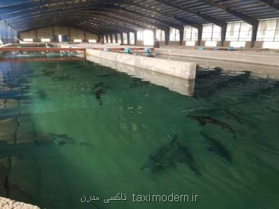 ایران جزو چهار كشور برتر تولید كننده ماهیان خاویاری در جهان است