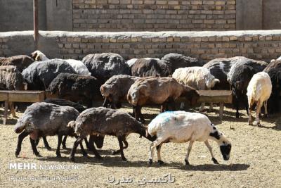تولید دام سبك در فصل تابستان كاهش پیدا كرد