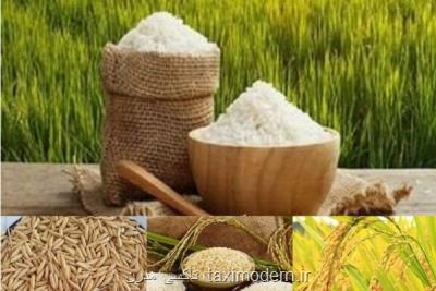 افزایش 40 درصدی قیمت برنج در پاییز 99