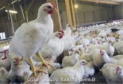 افزایش توزیع مرغ در میدان بهمن از امروز